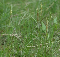 Plantago holosteum