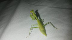 Callimantis antillarum