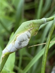 Atkinsonella texensis