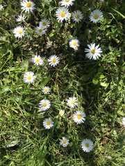 Bellis perennis