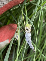 Atkinsonella texensis