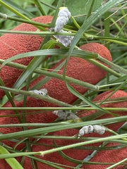 Atkinsonella texensis