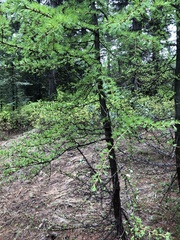 Larix occidentalis