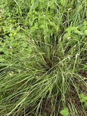 Atkinsonella texensis