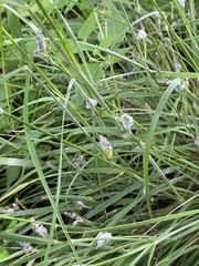 Atkinsonella texensis