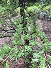 Larix occidentalis