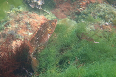 Pteragogus enneacanthus