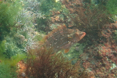 Pteragogus enneacanthus