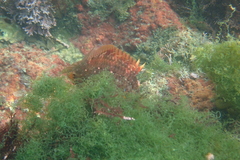 Pteragogus enneacanthus