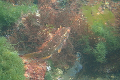 Pteragogus enneacanthus