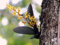 Trichocentrum pumilum