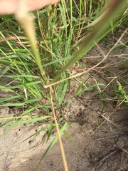 Melinis repens image