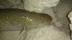 Gymnotus inaequilabiatus