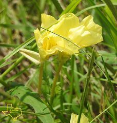 Oenothera grandis