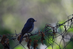 Melaenornis fischeri
