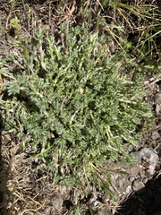 Arenaria armerina