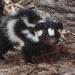 Channel Islands Spotted Skunk - Photo (c) bobstafford805, some rights reserved (CC BY-NC)