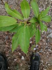 Magnoliopsida