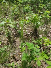 Hesperostipa spartea