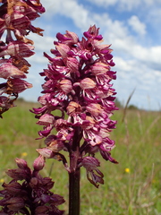 Orchis × hybrida