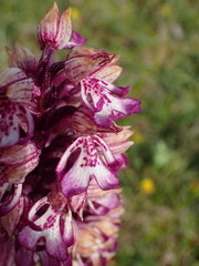 Orchis × hybrida
