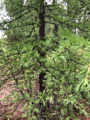 Larix occidentalis