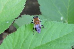 Criorhina floccosa