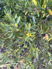 Cneorum tricoccon