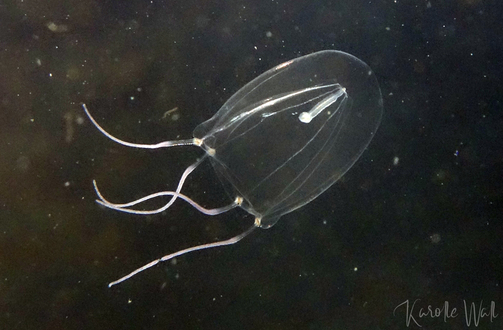 Sarsia apicula
