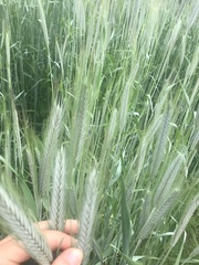 Lolium perenne perenne