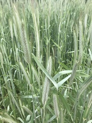 Lolium perenne perenne