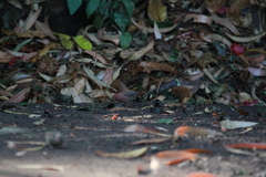 Lagonosticta senegala