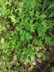 Vaccinium myrtillus