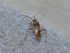 Eustictus