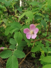 Rosa