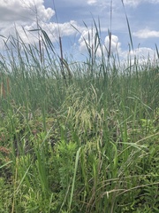 Zizaniopsis miliacea