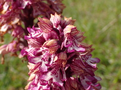 Orchis × hybrida