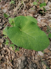 Arctium tomentosum