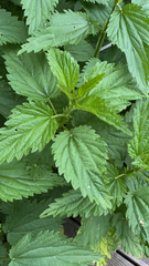 Urtica dioica