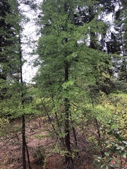 Larix occidentalis