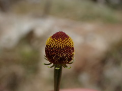 Helenium thurberi
