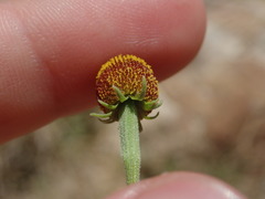 Helenium thurberi