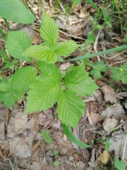 Rubus saxatilis