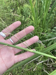 Zizaniopsis miliacea