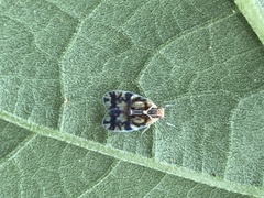 Bothriocera cognita