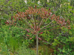 Lomatium multifidum