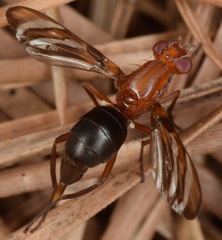 Tritoxa incurva