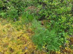 Lomatium multifidum