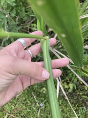 Zizaniopsis miliacea