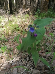 Pulmonaria mollis